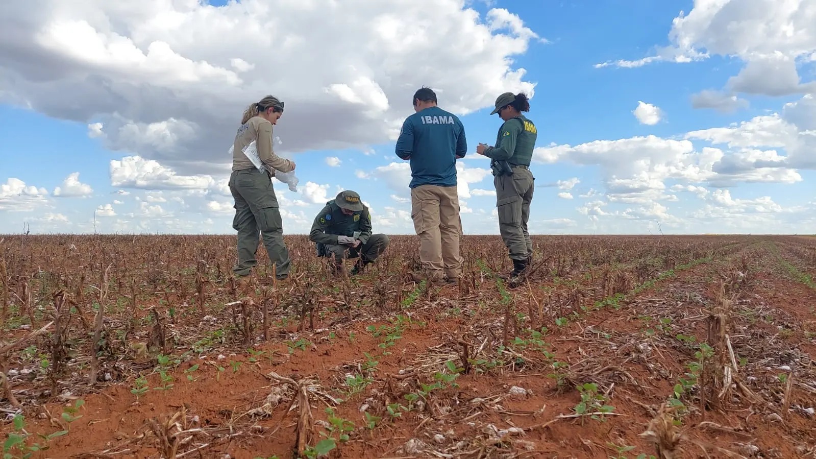 Ibama embarga 1.120 hectares com transgênicos em Unidades de ...
