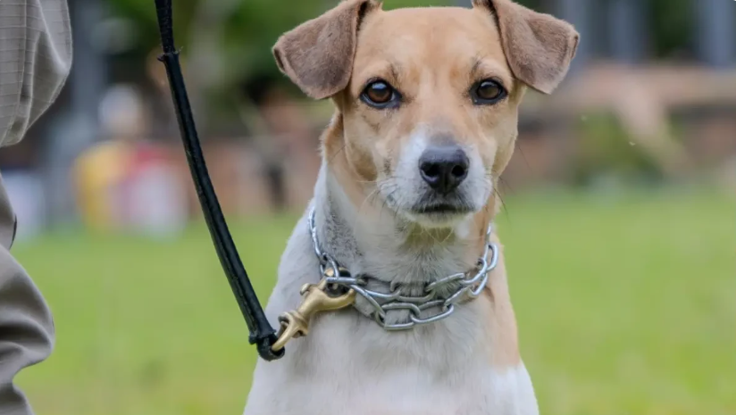 PM disponibiliza 18 cães adestrados para adoção neste sábado em Goiânia