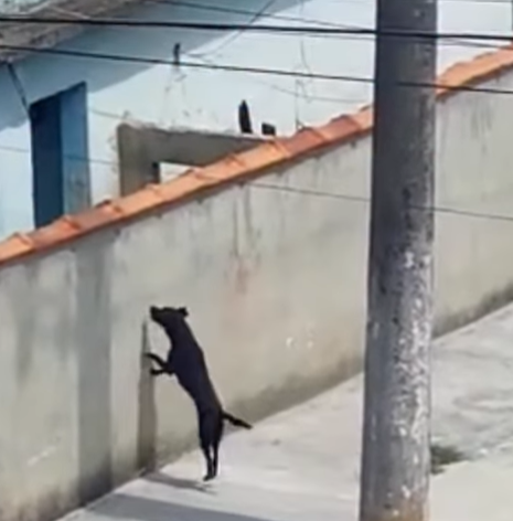 Cachorro que pensa que é “gato” pula muro e surpreende moradores