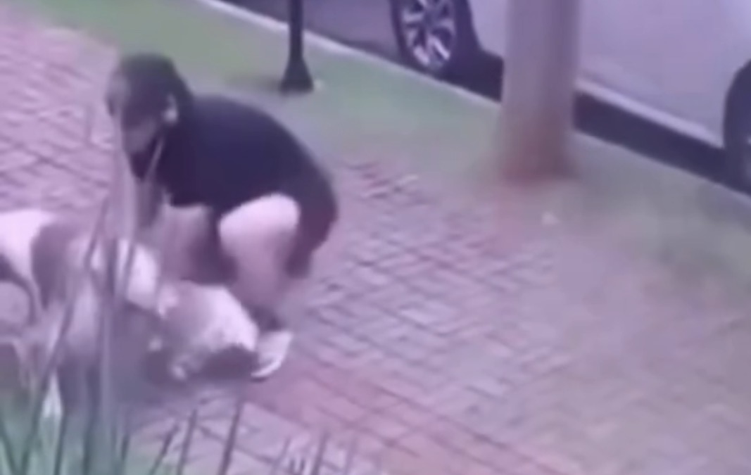 Homem entra em luta corporal com pitbull para salvar outro cão
