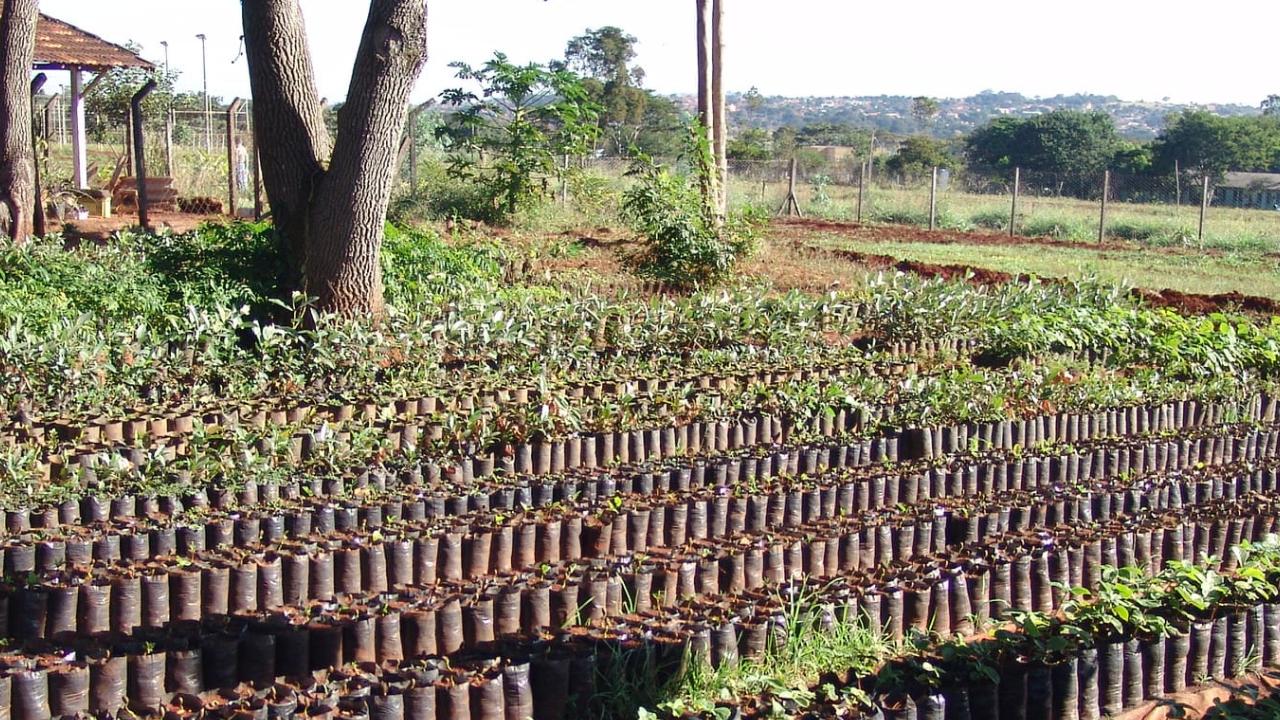 UFG doa mudas de Cerrado para população em ação de preservação ambiental