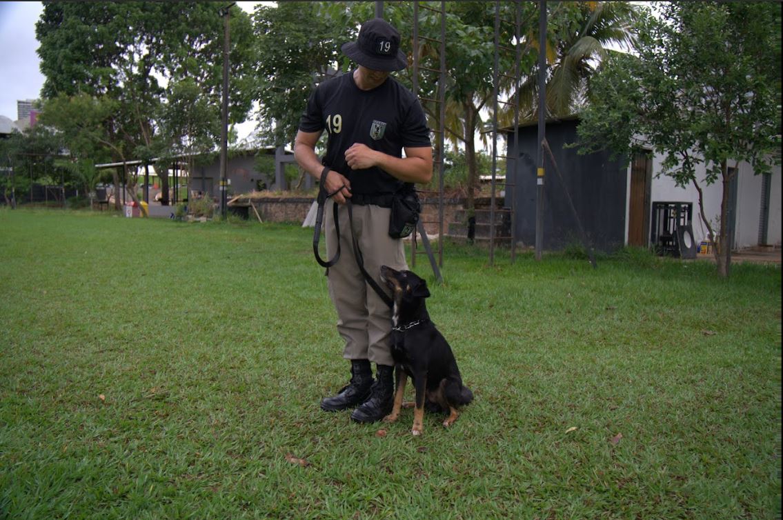 Cães resgatados e adestrados pela PMGO participam de evento de adoção no Araguaia Shopping