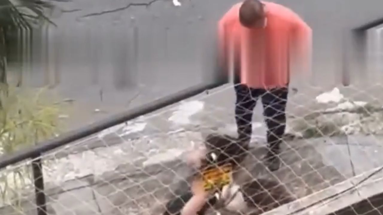 Vídeo: Cachorro é atacado por pitbull solto em calçada de Goiânia