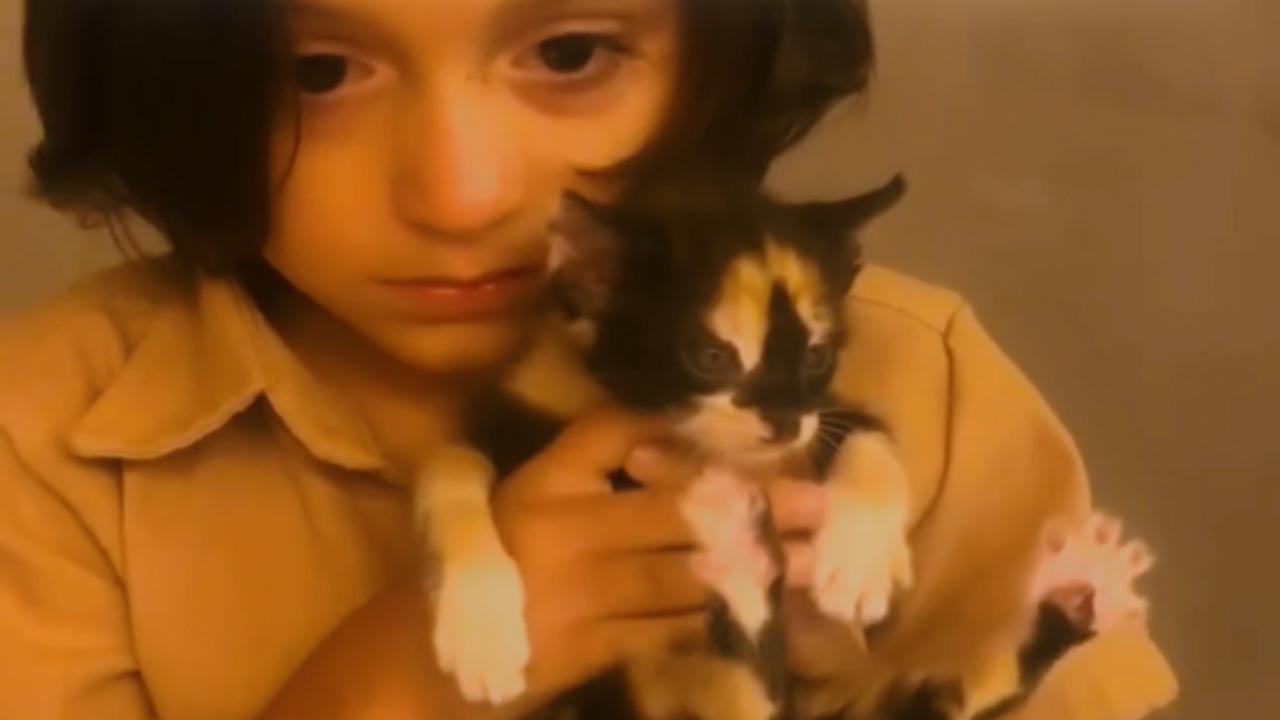 Vídeo: Menino esconde filhote de gato no carro e percorre 400 km para levar pra casa