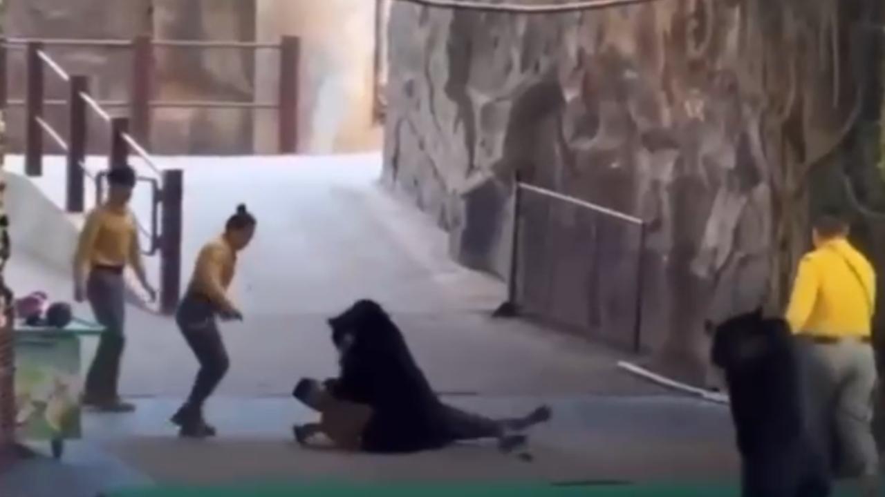 Vídeo: Urso ataca tratador após apresentação em parque safari