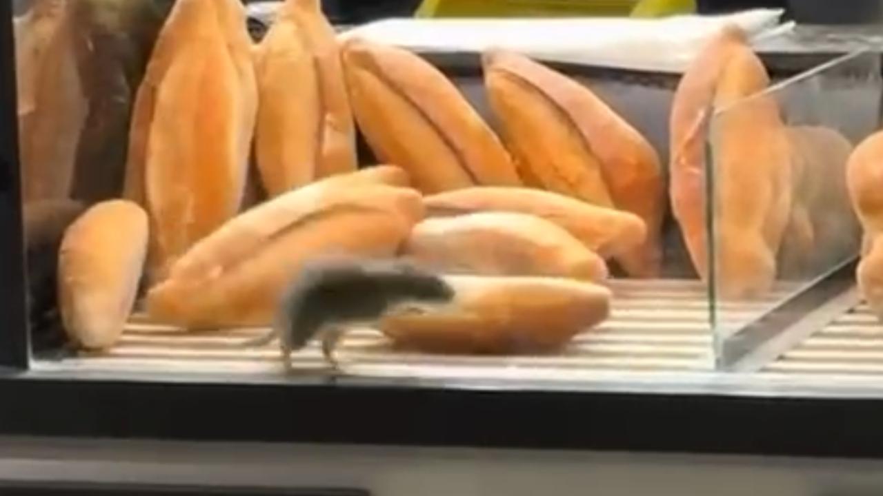 Vídeo: Rato caminha sobre pães em balcão de padaria e imagens viralizam nas redes