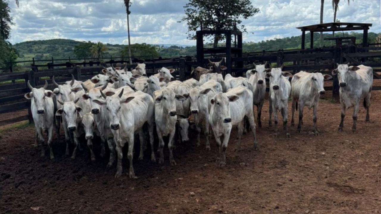 Operação desarticula quadrilha que roubou 47 cabeças de gado em Goiás