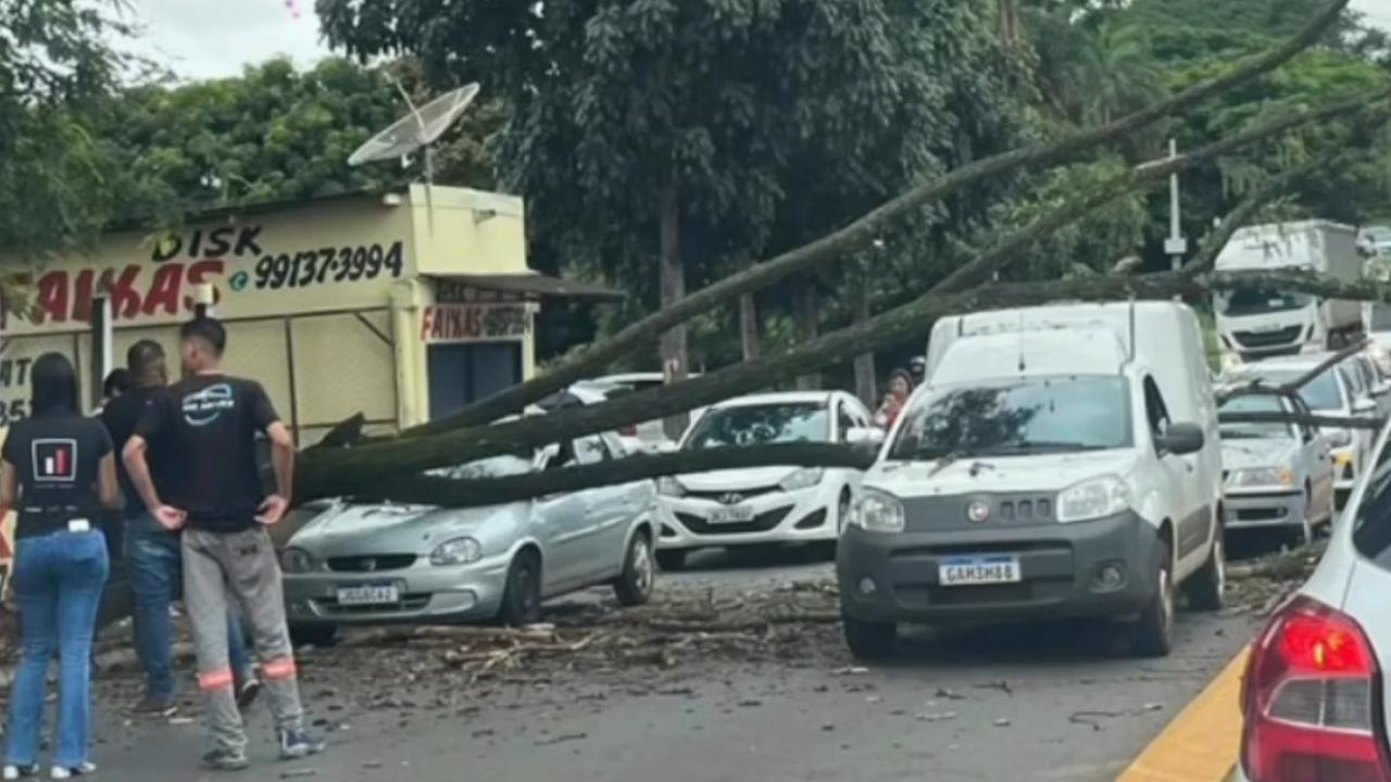 Árvore cai sobre carro em avenida de Anápolis sem deixar feridos