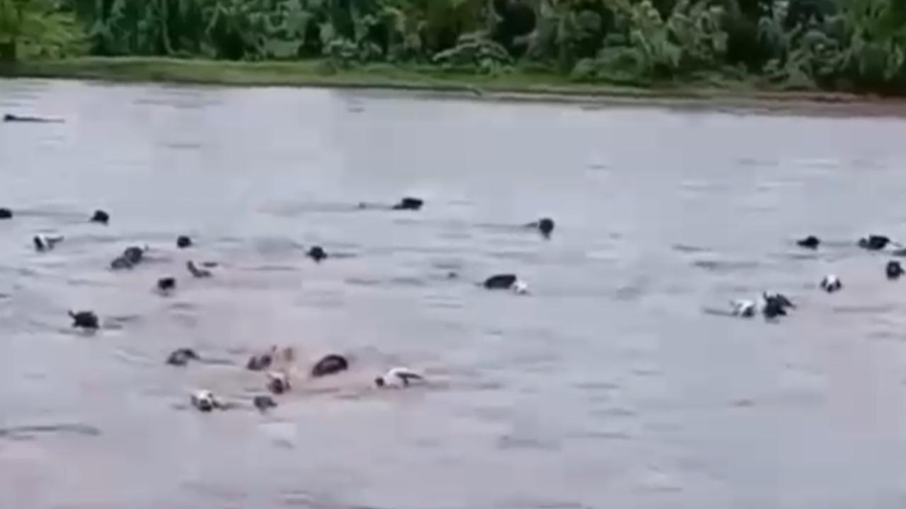 Vídeo: Chuvas fortes no México arrastam dezenas de cabeças de gado em enchente