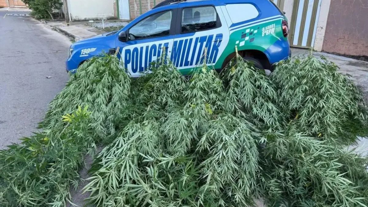 Homem é preso por cultivar maconha no quintal de casa em Aparecida de Goiânia