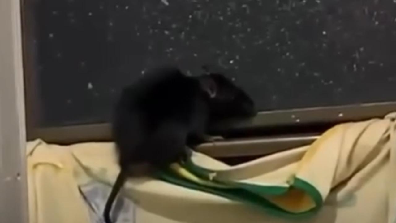 Vídeo: Cadela é a 'solução' para casal após rato surpreender dentro de banheiro
