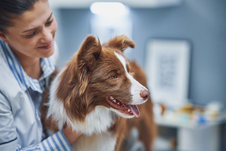Plano de saúde pet: vale a pena? Preços e o que a Petlove cobre