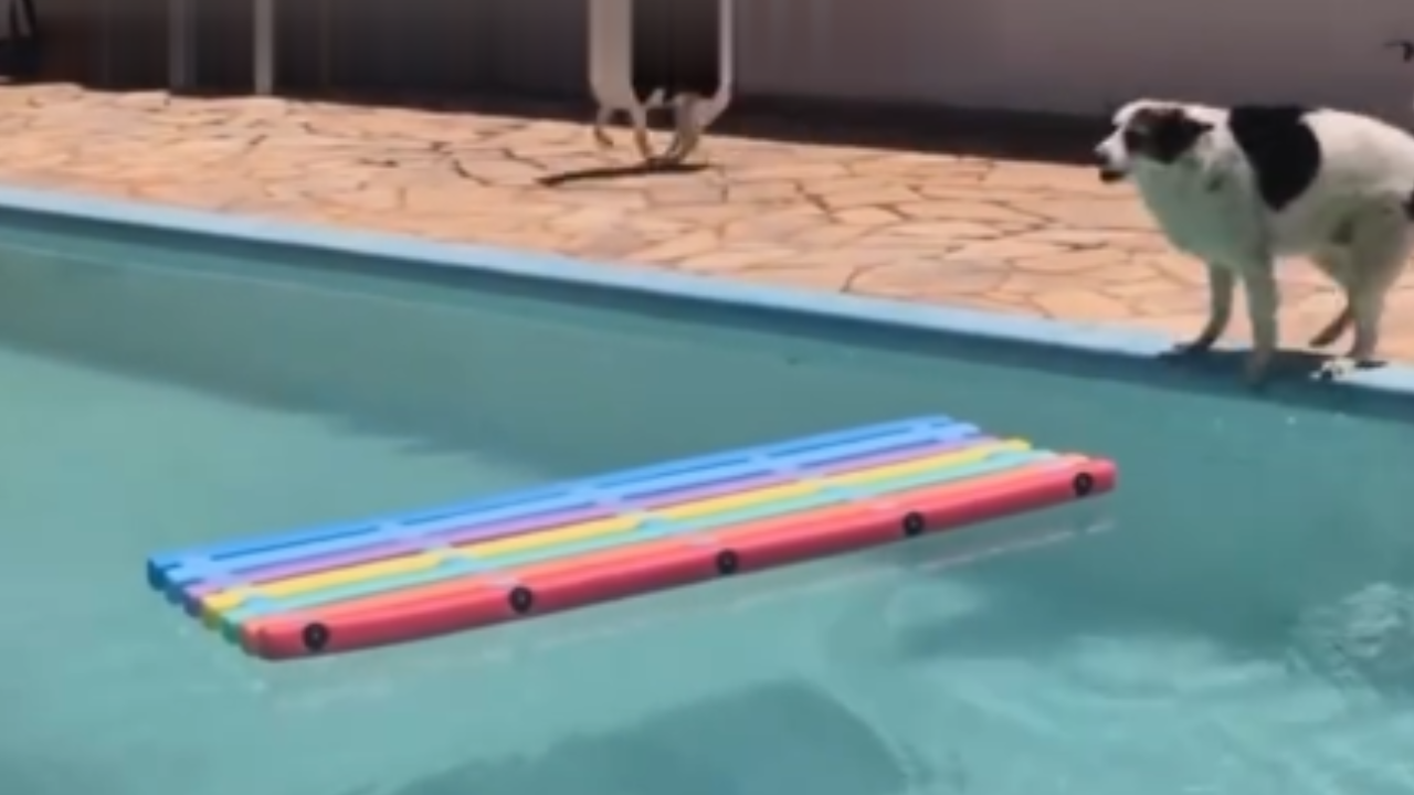 Cachorro vira sensação ao ganhar boia arco-íris e exibir charme em piscina