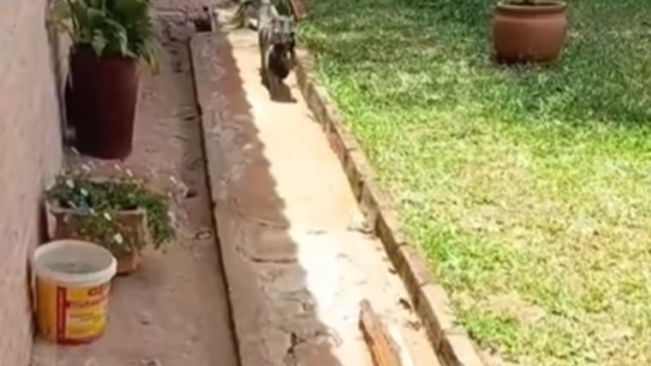 Vídeo: Gatinha emociona ao levar filhotes um a um para apresentar à jornalista e ao filho