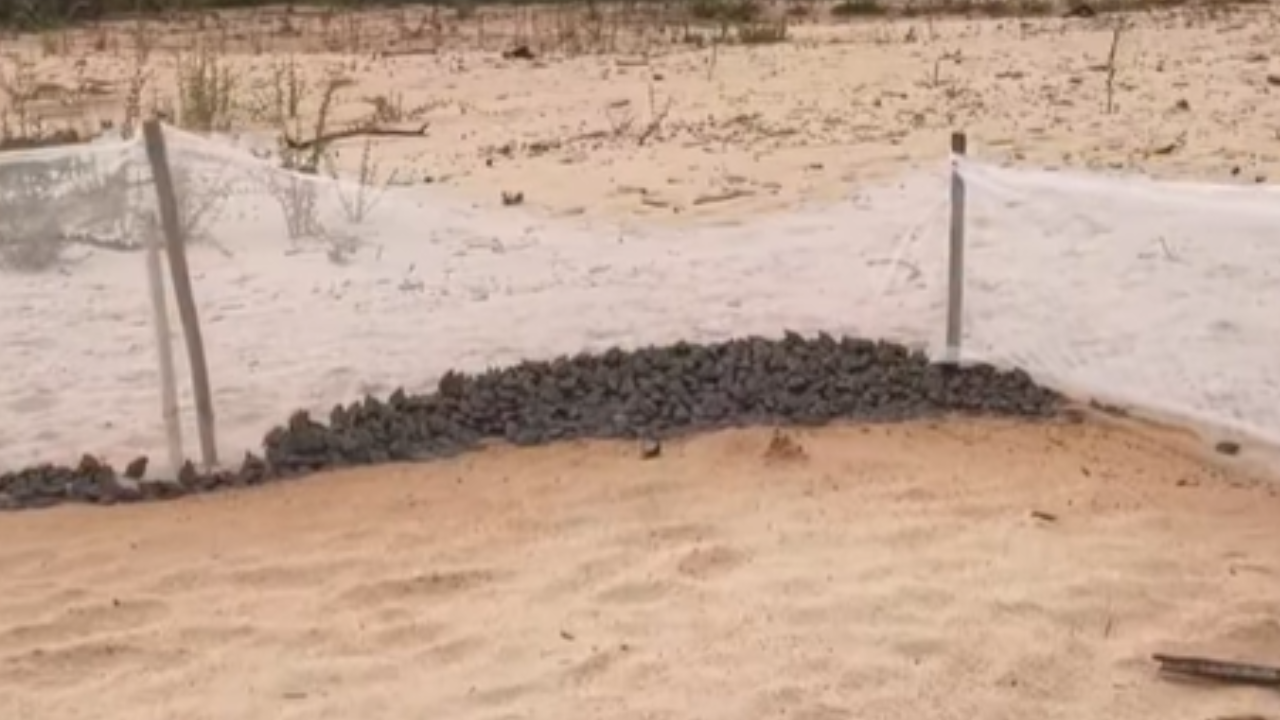 Milhares de filhotes de tartaruga nascem às margens do Rio Araguaia