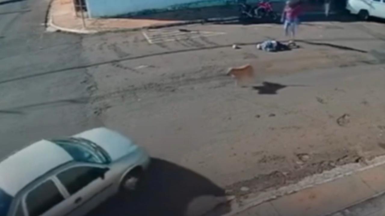 Vídeo: Idoso morre após ser “atropelado” por cachorro que corria