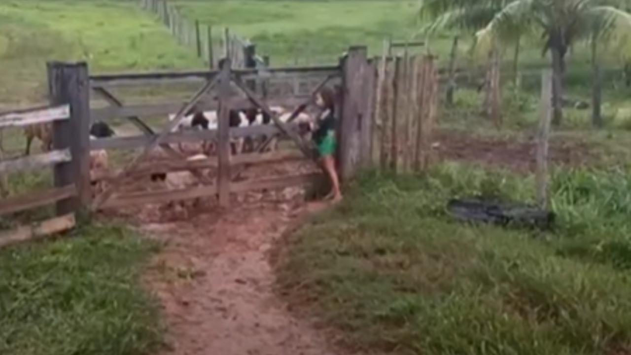 Vídeo: Menina conduz ovelhas ao entardecer e encanta a web