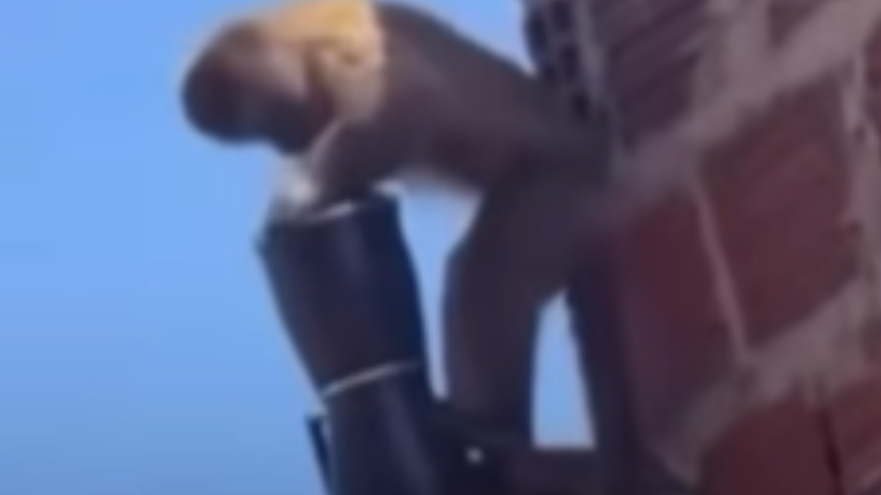 Macaco armado com faca assusta moradores e rouba cafeteira