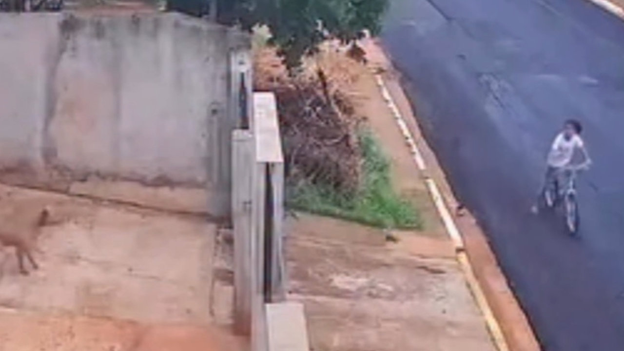 Crianças provocam cães em rua próxima a escola e aumentam alerta entre moradores