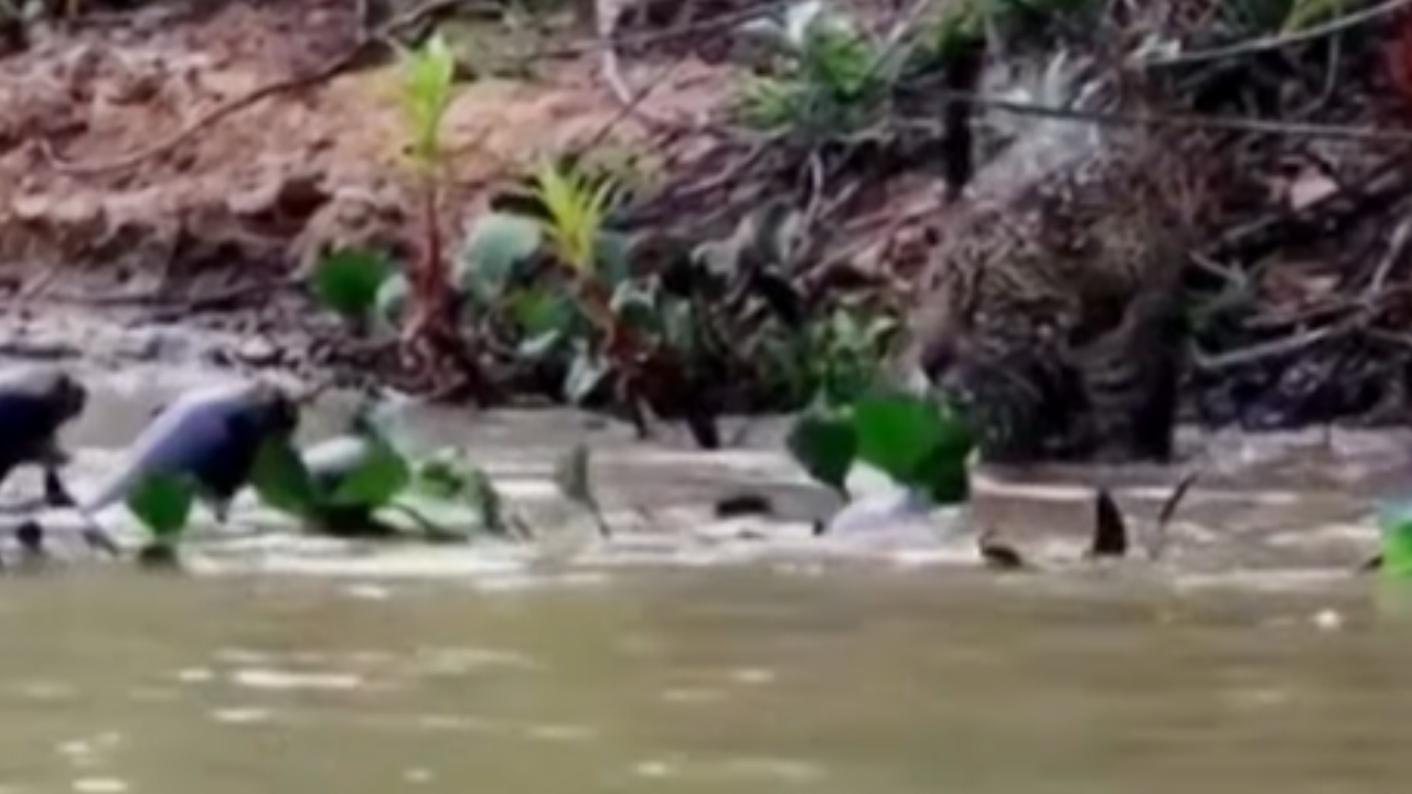 Onça-pintada é repelida por ariranhas em disputa territorial no Pantanal