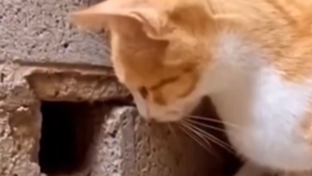 Reflexos felinos superam limites biológicos observados em humanos