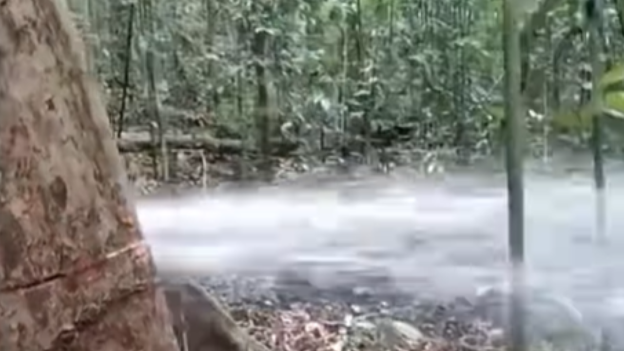 A “árvore que jorra água”: como a sumaúma regula a vida na floresta Amazônica