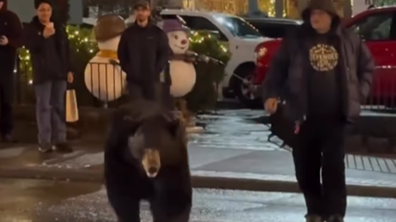 Turista tenta tocar urso em cidade dos EUA e gera alerta sobre risco com vida selvagem