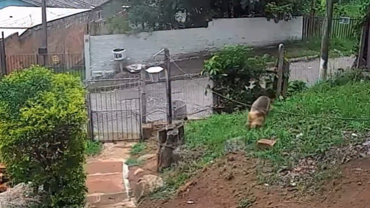 Homem esconde plantação de maconha entre milho e mandioca e acaba preso em Aparecida de Goiânia