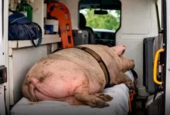 Ambulância é usada para transportar porco, e prefeitura exonera servidor no Tocantins