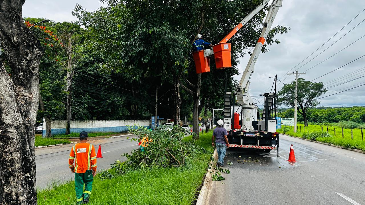 Prefeitura de Goiânia poda cerca de 400 jamelões em bairros da Região Leste