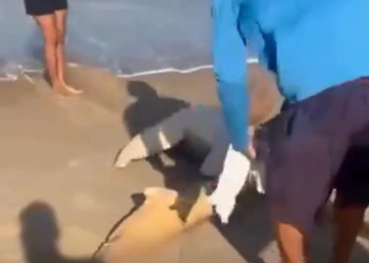 Tubarão-Lixa fisgado por pescadores é devolvido ao mar