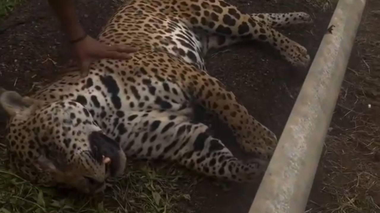 Vídeo: onça é morta após ser atingida por veículo em rodovia federal