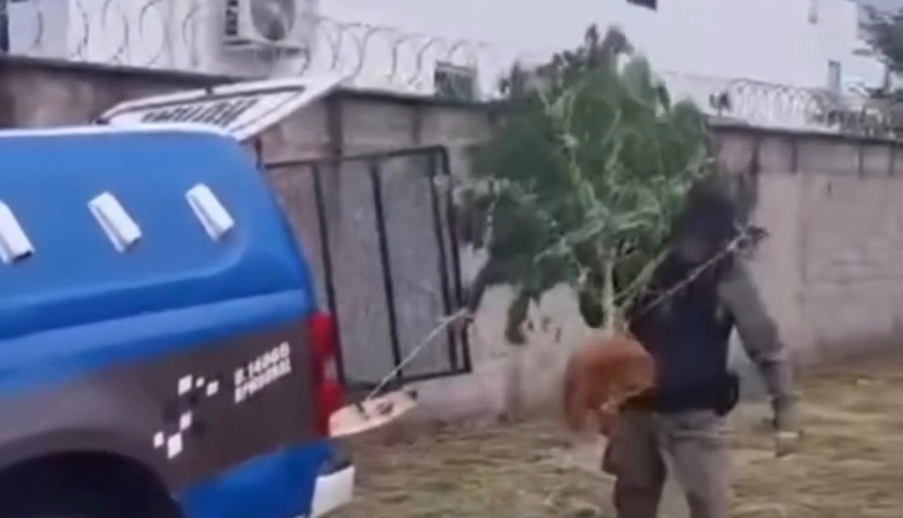 Polícia flagra cultivo de maconha no quintal de residência em Corumbaíba