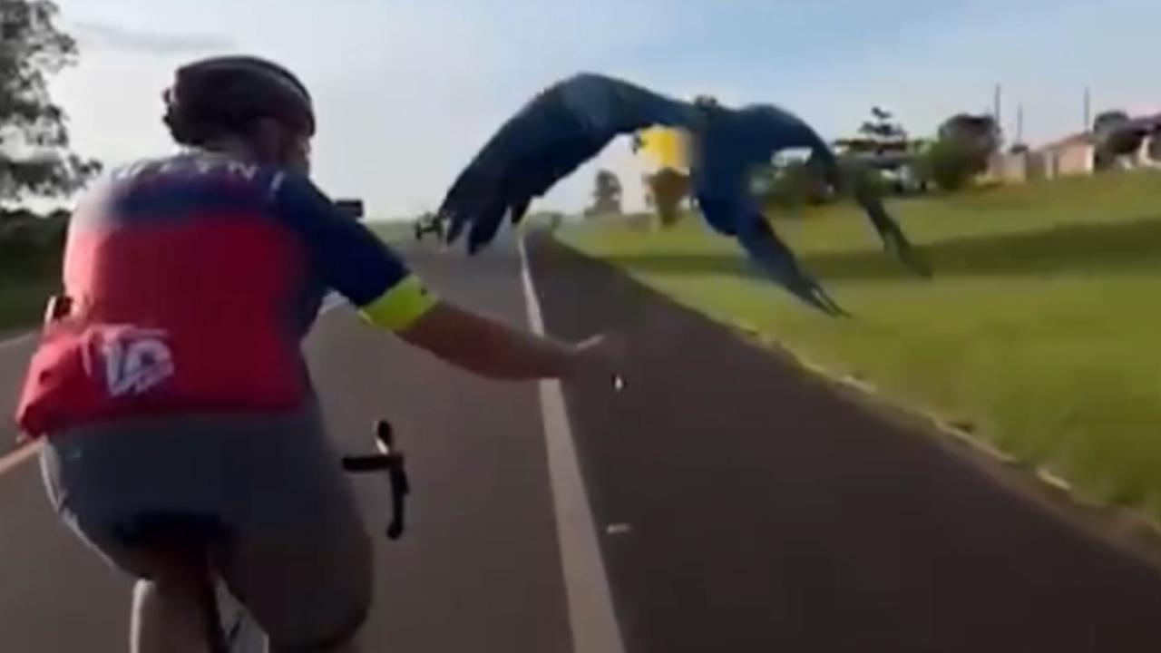 Vídeo: Arara acompanha grupo de ciclistas em voos rasantes e vira fenômeno viral