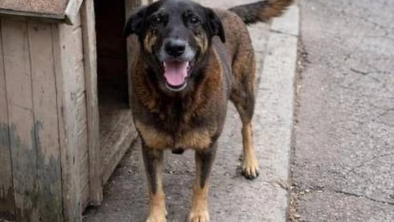 Justiça de SC determina que redes sociais retirem conteúdos que identifiquem suspeitos da morte do cão Orelha