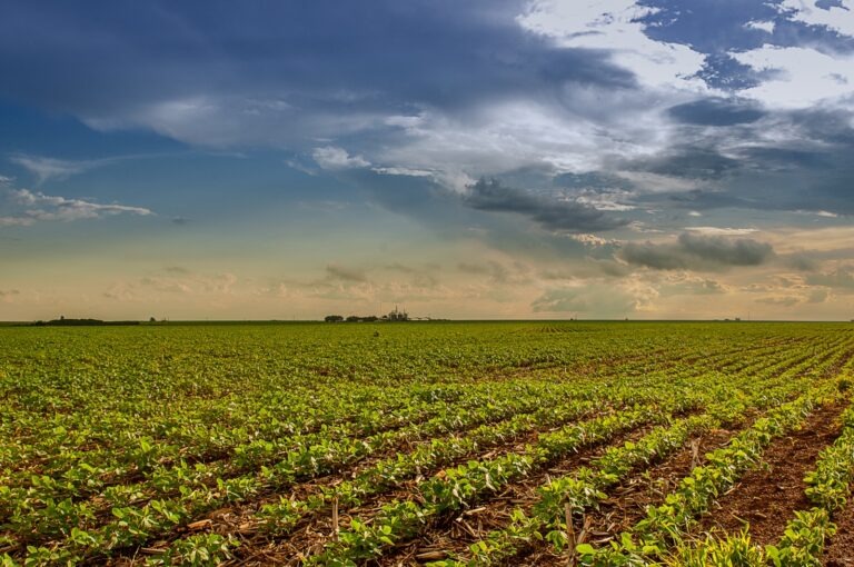 Setor agropecuário cresce 20,1% e alavanca o PIB goiano em 2025