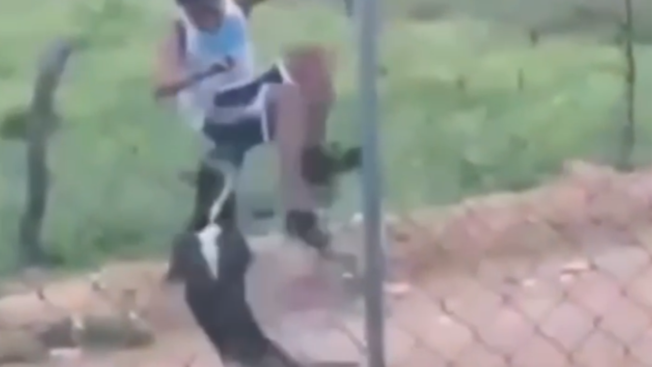 Vídeo: Menino é mordido por cachorro após arremessar pedras contra animal