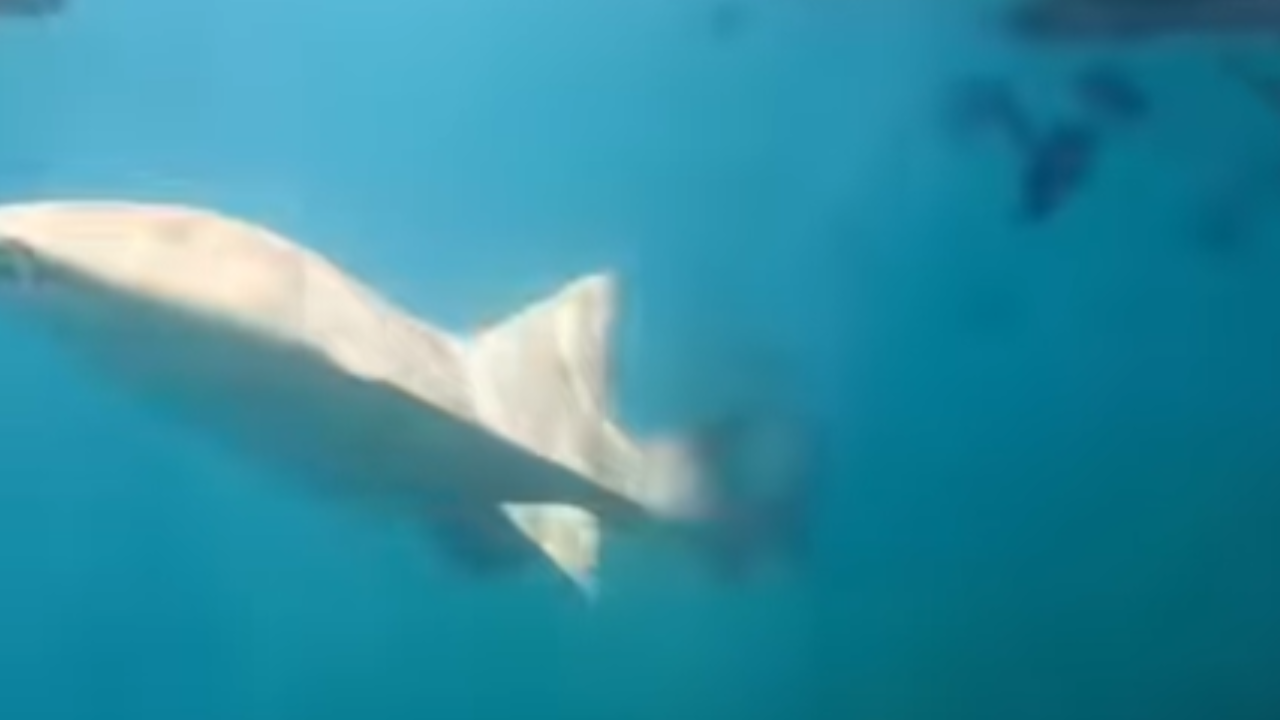 Tubarão-lixa morde mulher em mergulho em Fernando de Noronha
