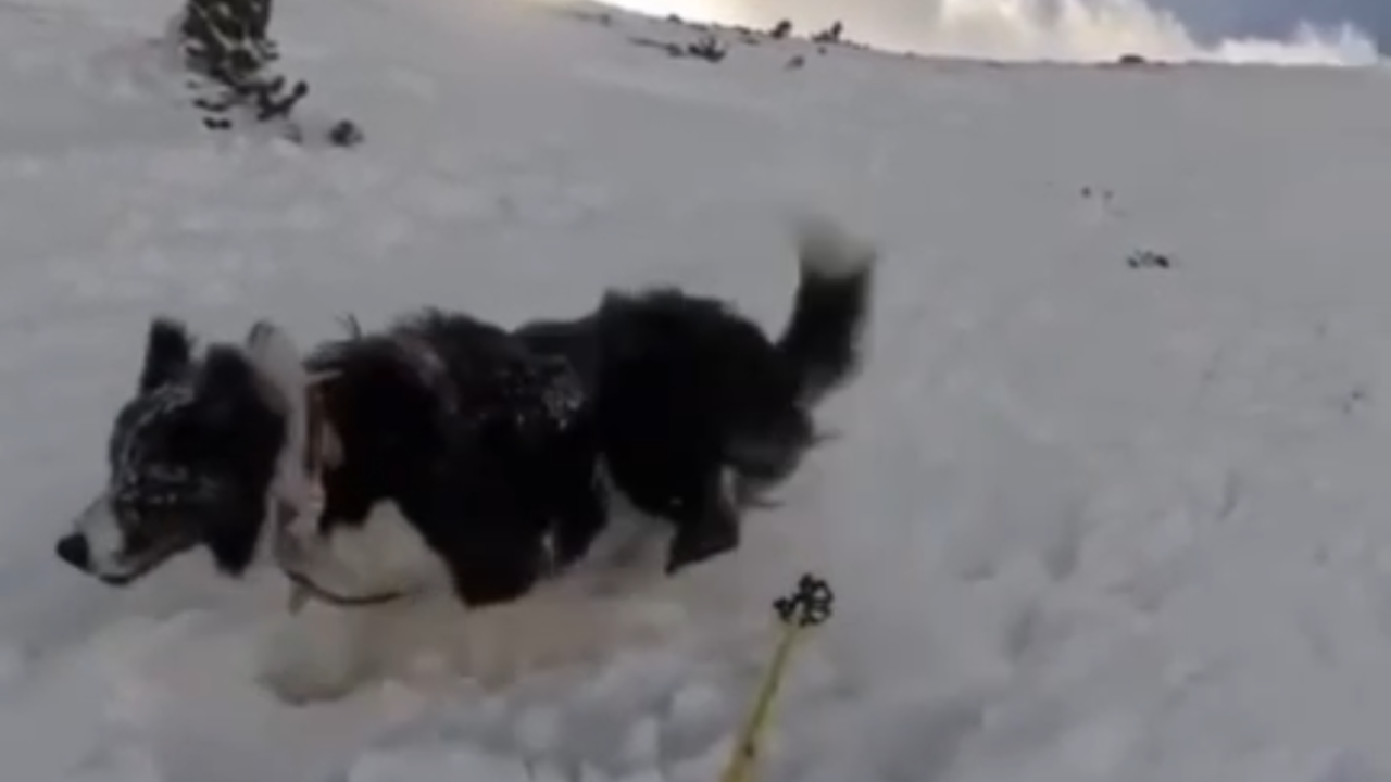 Vídeo: Esquiadora e cachorro são arrastados por avalanche em montanha