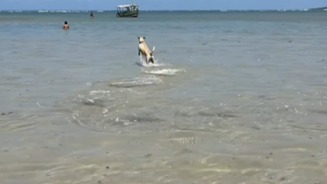 Cachorro vira atração ao pular no mar em praia da Bahia e encanta a internet