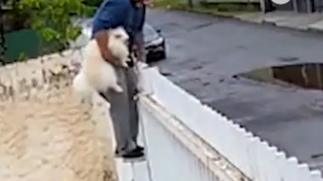 Vídeo: Homem rouba cachorro de família e foge após invasão
