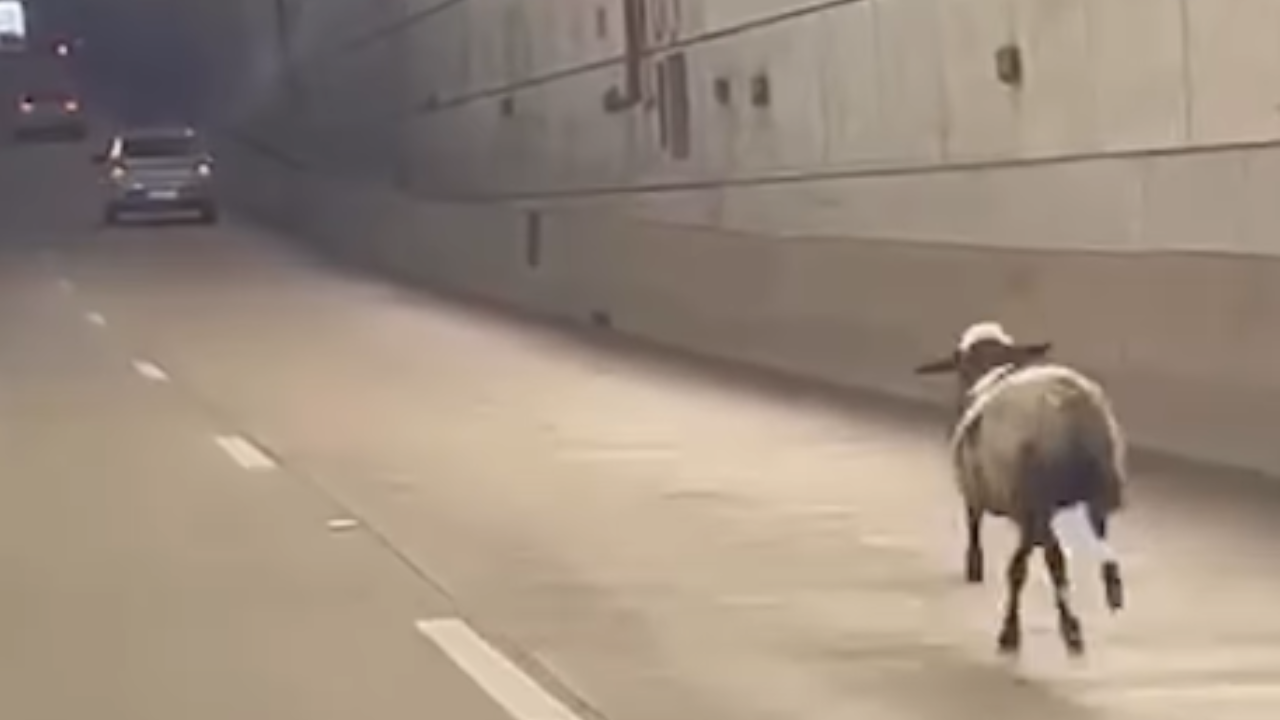 Ovelha é flagrada no Túnel Rei Pelé e vídeo inusitado viraliza em Taguatinga