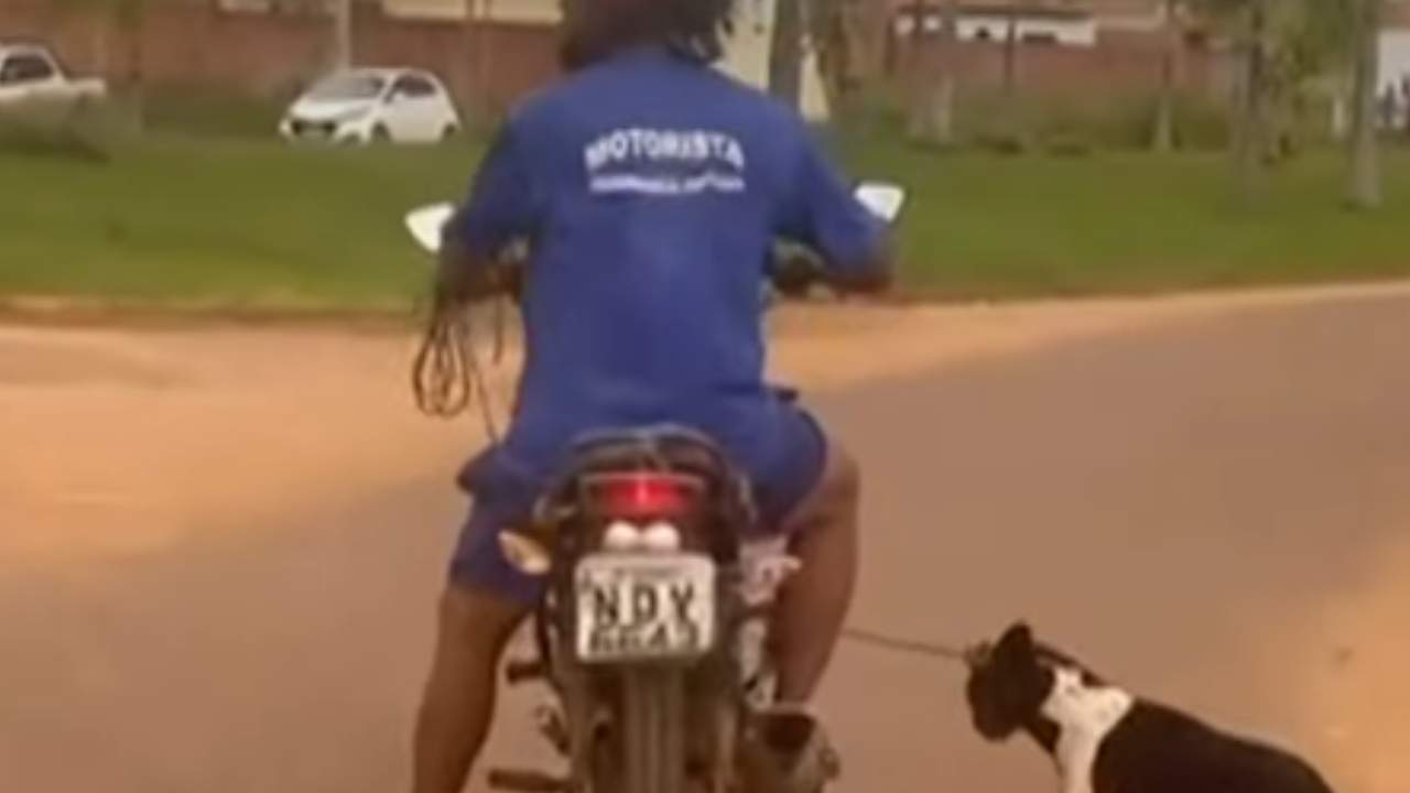 Homem é preso em flagrante por maus-tratos após amarrar cachorra a moto