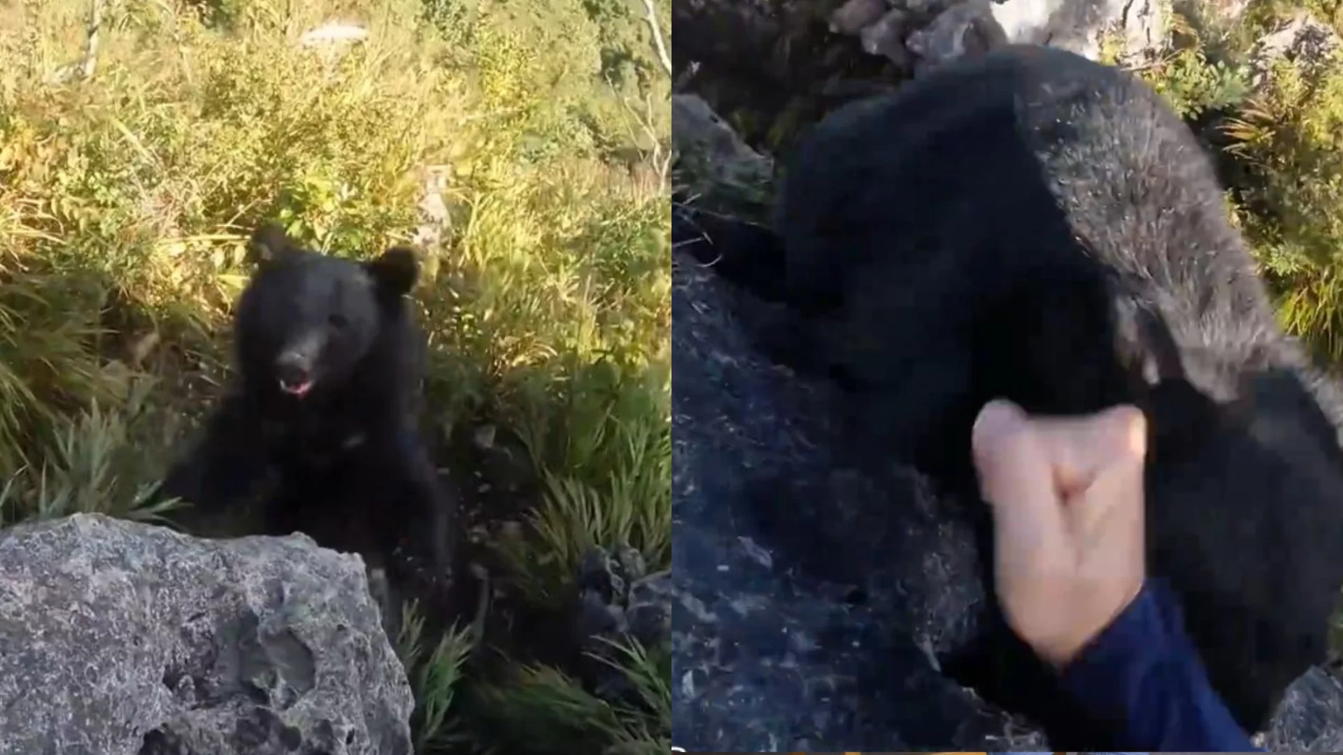Trilheiro usa gritos e golpes para se livrar de ataque de urso-negro