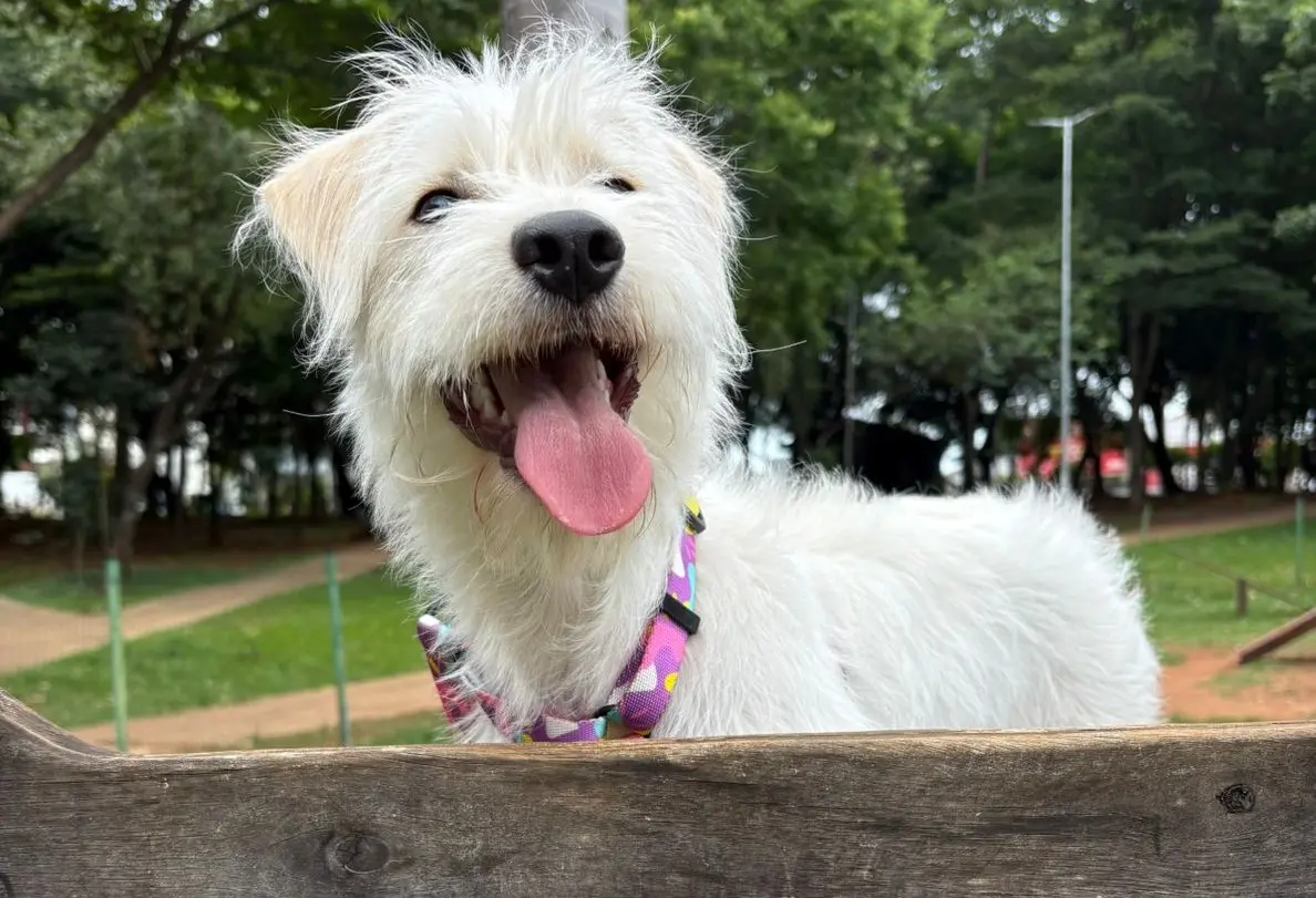 Juíza denuncia pet shop em Goiânia após cachorra morrer durante banho