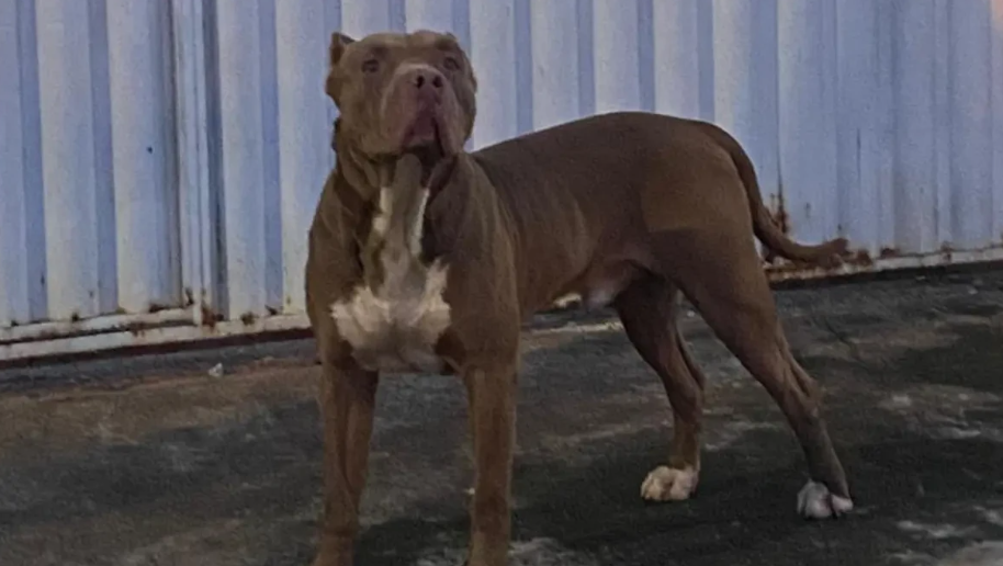 Moradores do Solar Ville denunciam ataques de pitbulls a cães e gatos