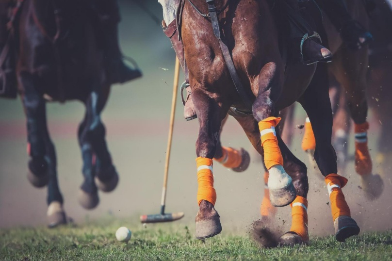 O que torna as apostas em corridas de cavalos diferentes de outras apostas esportivas