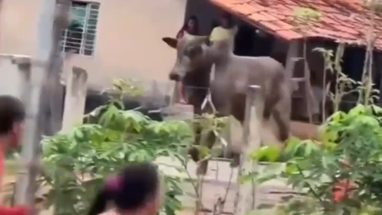 Caminhão carregado de bois tomba ao lado de casa e causa correria. Veja vídeo