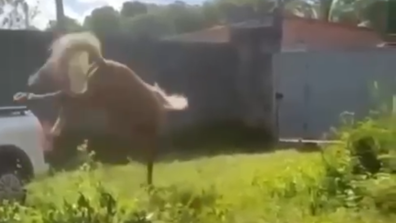 Cavalo “revoltado” dá coice em carro; veja vídeo que viraliza nas redes