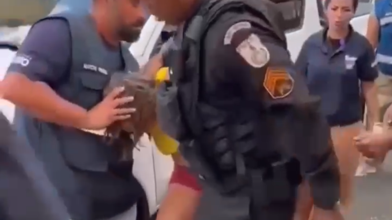Vídeo: Mulher chora ao ser presa após sete cães mortos serem encontrados em telhado